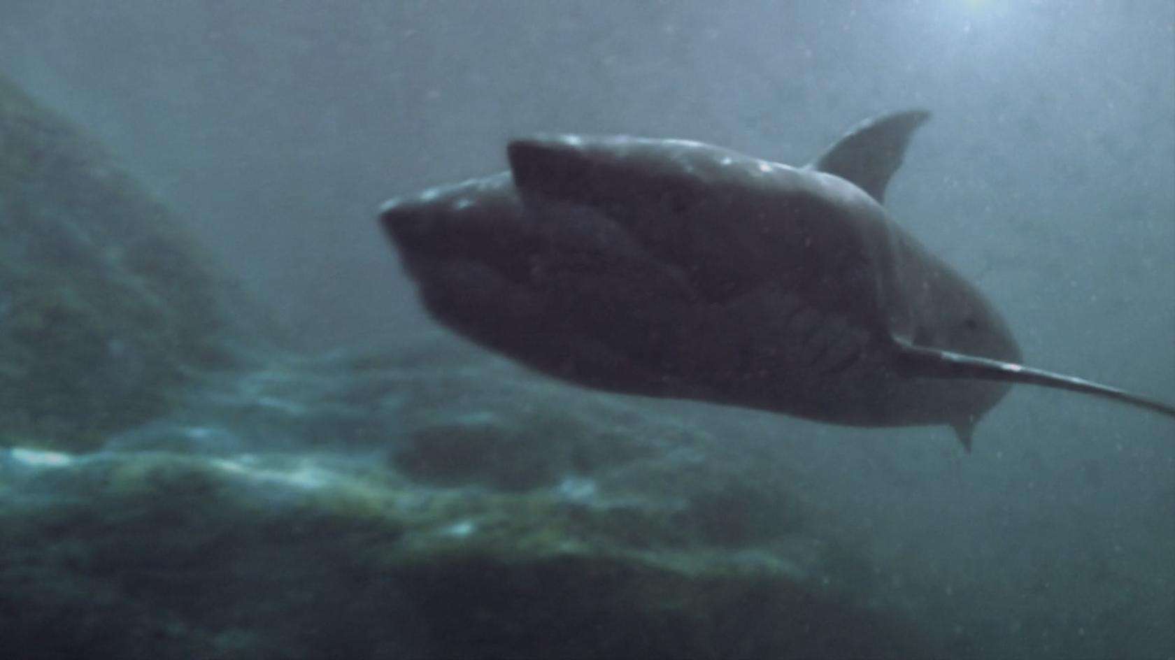 Угроза из глубины 2012. Атака двухголовой акулы.